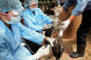 Cảnh giác với sự trở lại của cúm A/H5N1