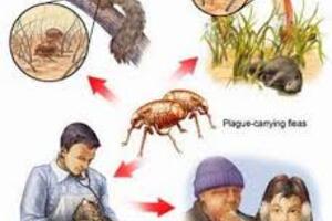 Bệnh dịch hạch và các biện pháp phòng chống