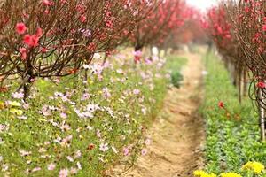 Ý nghĩa của hoa Tết