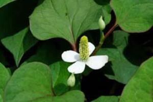 Diễn ca “Thuốc Nam chữa bệnh từ Cố đô Hoa Lư” của  Lương y Nguyễn Hoán  (Tiếp theo)