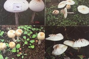 Đặc điểm nhận dạng một số laoij nấm độc và cách xử trí, phòng ngừa ngộ độc thực phẩm do nấm độc