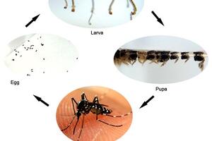 Những điều cần biết về bệnh sốt xuất huyết dengue và các biện pháp phòng chống