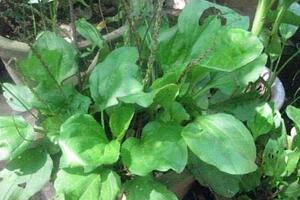 Bài thuốc trị viêm bàng quang