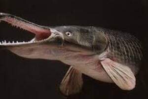 Cảnh báo ngộ độc thực phẩm do ăn trứng cá Hỏa tiễn