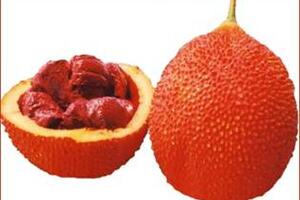 Hạt gấc - Vị thuốc quý