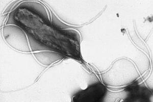 Vi khuẩn HP(Helicobacter pylori) và các bệnh liên quan đến dạ dày