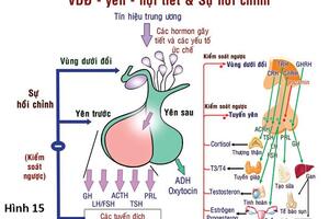 Bệnh nội tiết - những điều cần biết