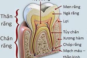 Các bệnh của tủy răng