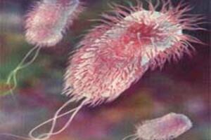 Chủ động ngăn ngừa dịch bệnh E.coli