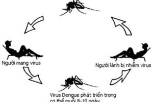 Cẩn trọng khi sốt xuất huyết vào mùa