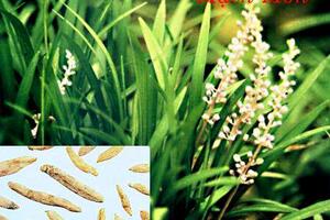 Các phương thuốc gia truyền chữa ho gà