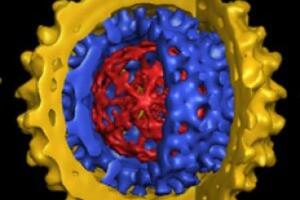 Nhiễm virut viêm gan B có gây xơ gan?