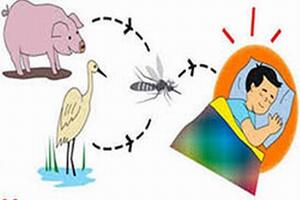 Những ai dễ mắc bệnh viêm não Nhật Bản?