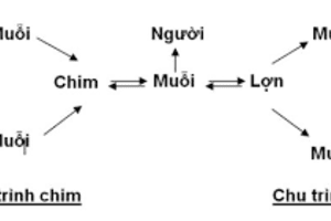 Chủ động ứng phó viêm não Nhật Bản trong “mùa vải”