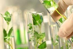 Phytoncide: Chất kháng sinh tự nhiên với công dụng ít ai biết