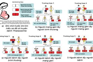 Bệnh thalassemia (tan máu bẩm sinh) di truyền như thế nào và cách phòng bệnh