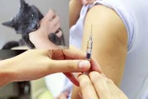 Tiêm vaccine phòng dại có hại thần kinh không?