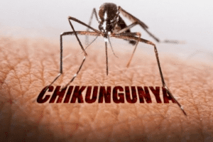 Khẩn trương triển khai các biện pháp phòng, chống bệnh truyền nhiễm Chikungunya