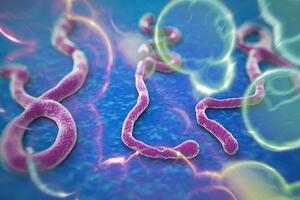 Chủ động giám sát, sẵn sàng ứng phó nguy cơ dịch bệnh Ebola xâm nhập Việt Nam