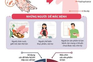 Infographic - Những điều cần biết bệnh liên cầu lợn ở người