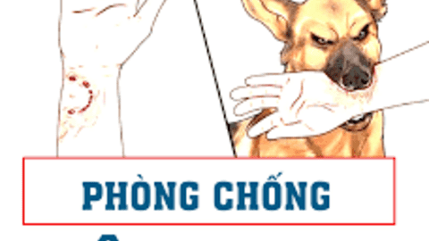 THÔNG ĐIỆP PHÒNG CHỐNG BỆNH DẠI