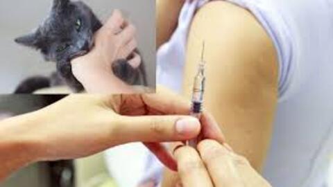 Tiêm vaccine phòng dại có hại thần kinh không?