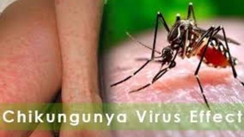 Tình hình dịch bệnh Chikungunya