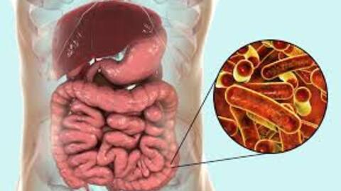 Khuyến cáo phòng chống bệnh lỵ trực trùng