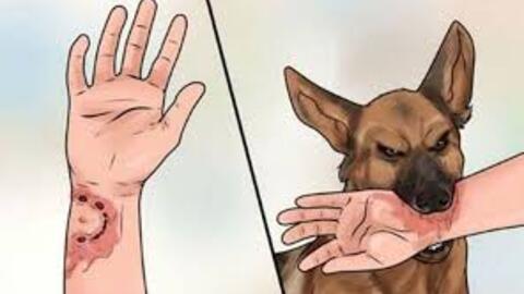 Cách xử lí vết thương sau khi bị chó, mèo cắn