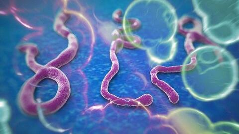 Chủ động giám sát, sẵn sàng ứng phó nguy cơ dịch bệnh Ebola xâm nhập Việt Nam