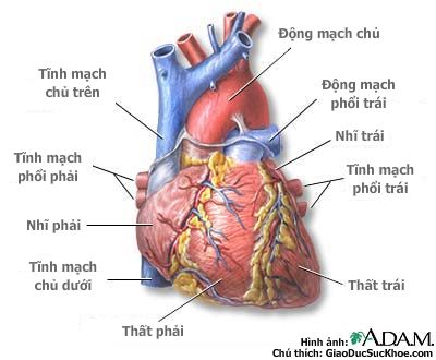 Tim mạch can thiệp - một bước tiến lớn của Ngành Tim mạch ở Việt Nam