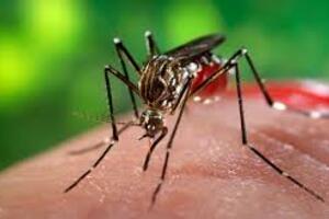 Bệnh do virút Zika ở trẻ em có nguy hiểm?