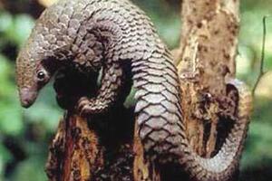 Đông y trị gan nhiễm mỡ