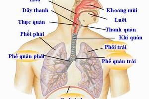 Các bệnh hô hấp thường gặp ở trẻ trong mùa xuân