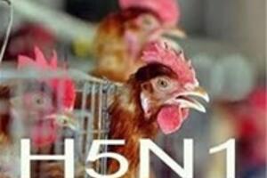 Cúm H5N1 là gì?