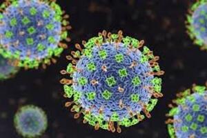 Chủ động phòng chống dịch bệnh do virus Nipah