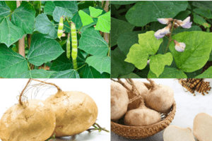 PHÒNG NGỪA NGỘ ĐỘC DO CHẤT ĐỘC TỪ HẠT/QUẢ CỦA CÂY CỦ ĐẬU