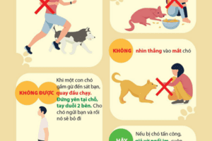 Bệnh dại và cách phòng ngừa